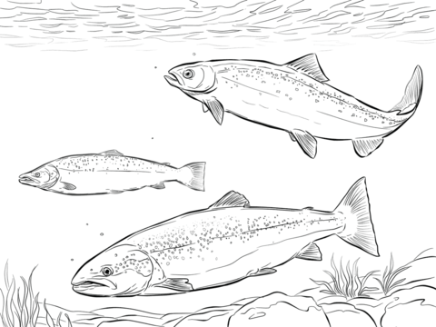 Atlantic Salmon Shoal Coloring Page